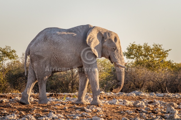 Dusty Elephant in Warm Light