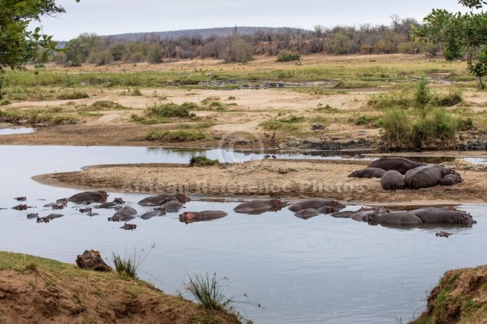 Hippo Scenic Photo