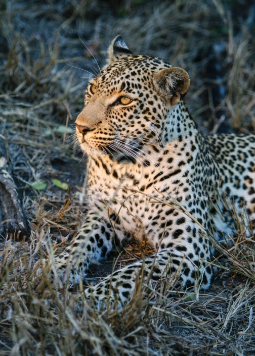 Leopard Close-up