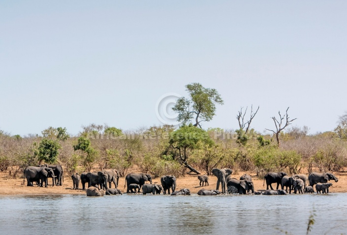 Elephants Taking Bath