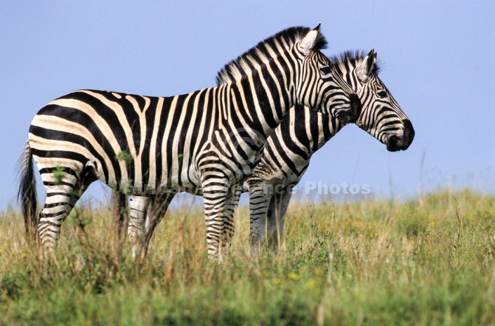 Zebra Pair Standing Side-on