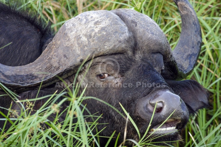 Buffalo Bull Close View