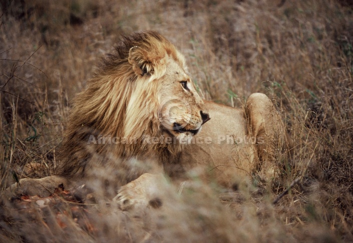 Lion Male Lying in Long Grass