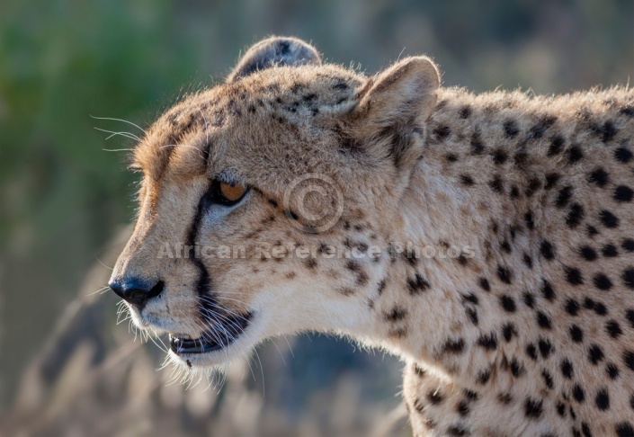 Cheetah Head Shot, in Profile