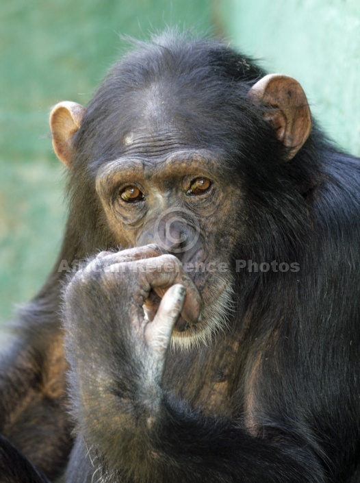 Captive Chimpanzee