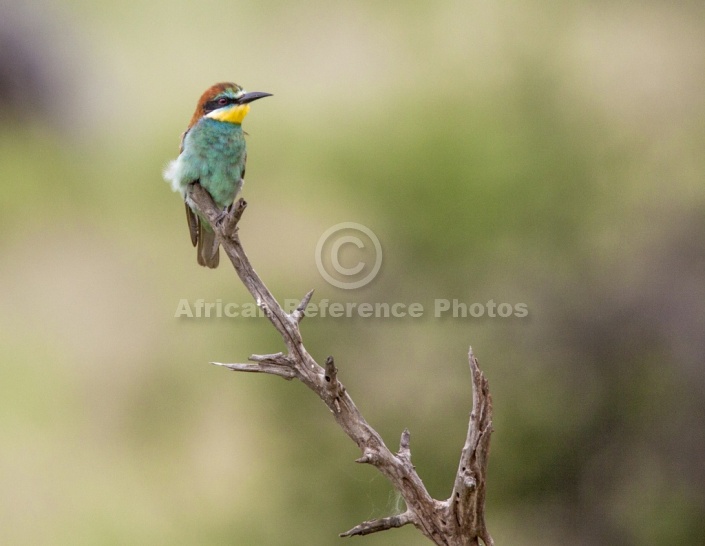 European Bee-eater