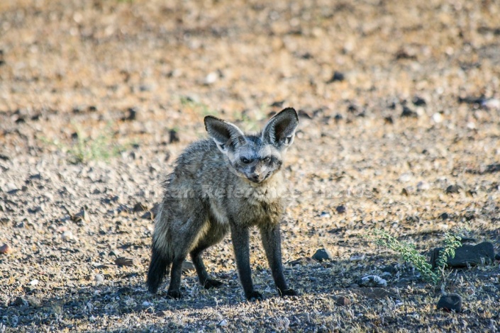 Bat-eared Fox, Three-quarter View
