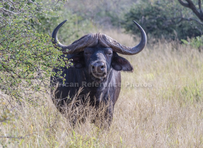 Buffalo Bull