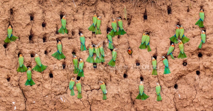 White-fronted Bee-eaters Nesting in River Bank