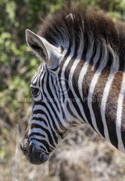 Zebra Close-up