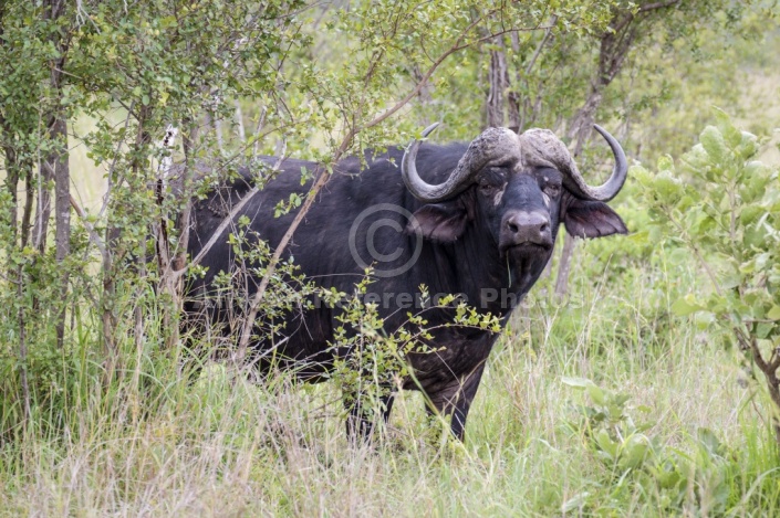 African Buffalo