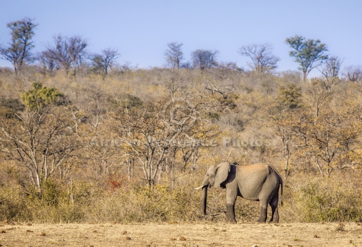 Lone Elephant