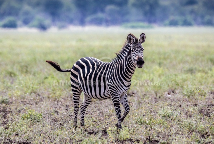 Zebra Full Figure