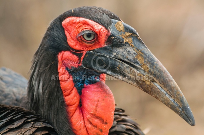 Art Reference image of Southern Ground Hornbill