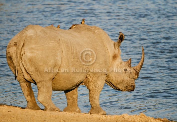 White or Square-Lipped Rhinoceros