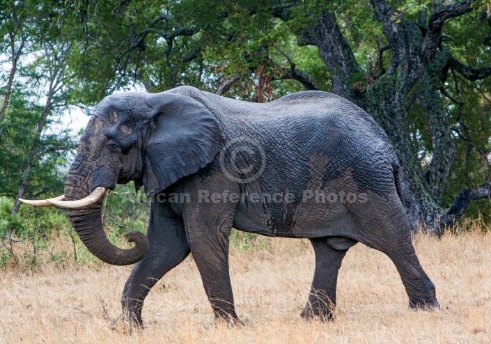 Elephant Bull on the Move