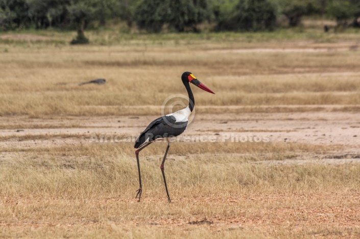 Saddle-billed Stork