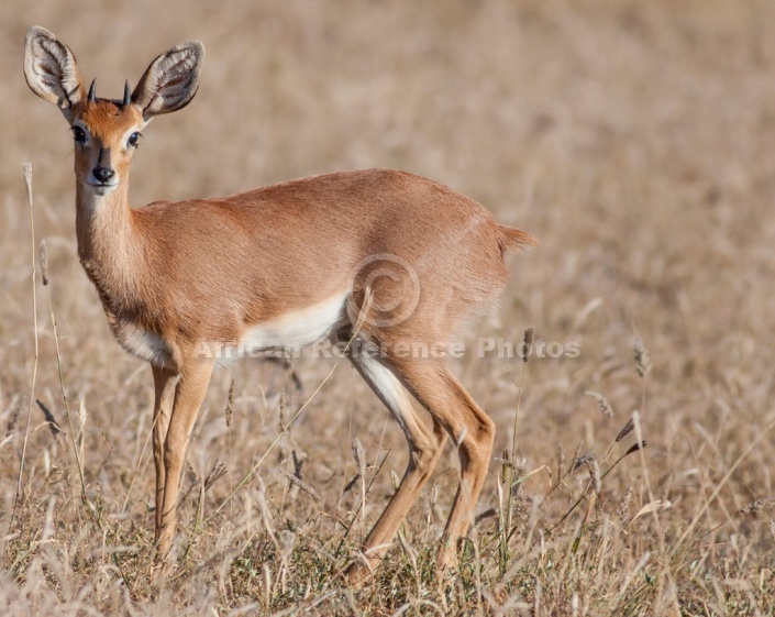 Male Steenbok