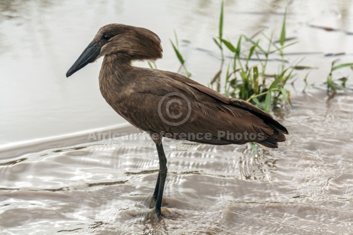 Hamerkop