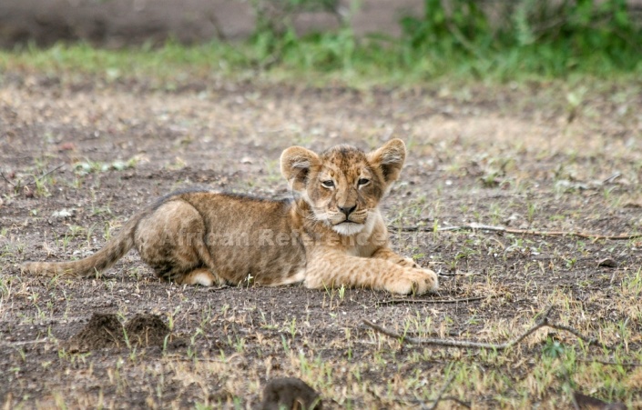 Lion Cub Lying on Tummy