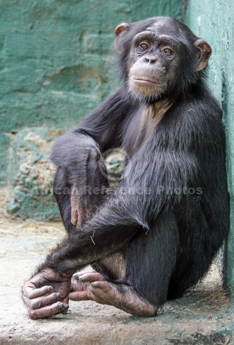 Captive Chimpanzee