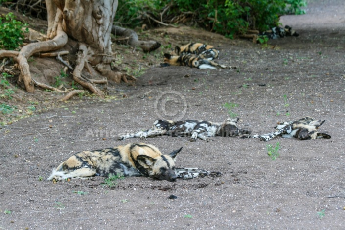 Wild Dog Pack Sleeping