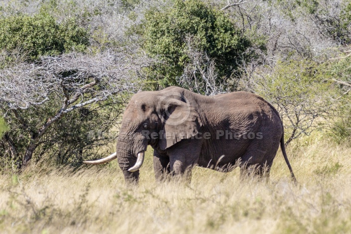 African Elephant Bull