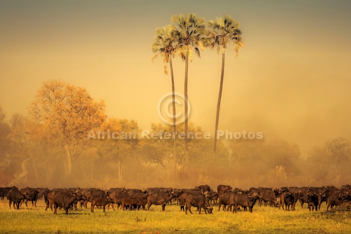 Buffalo Herd Stirring up Dust