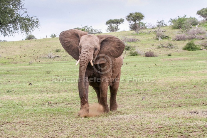 Elephant art reference image