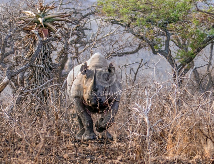 Black Rhino