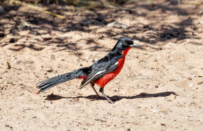 Crimson-breasted Shrike