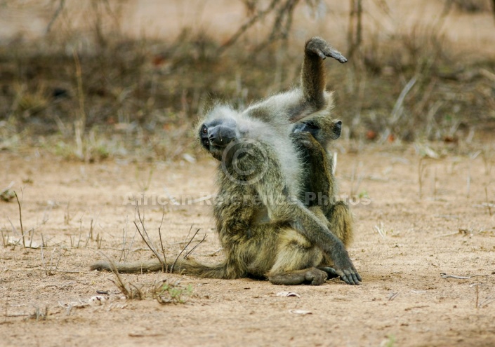 Baboon Pair Grooming