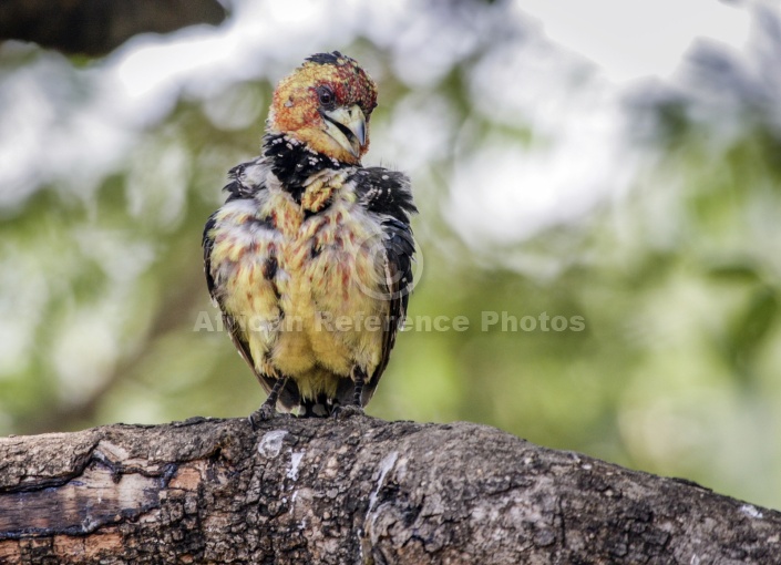 Crested Barbet