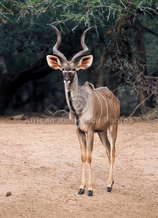 Kudu Bull Standing in Open Ground