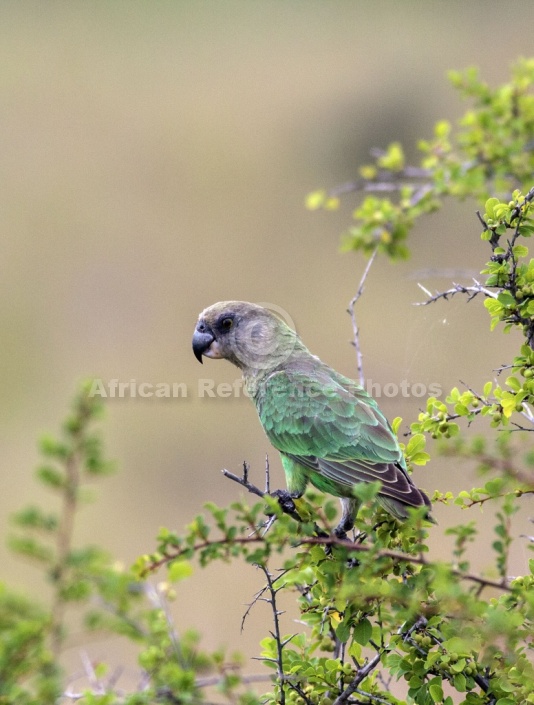 Brown-headed Parrot