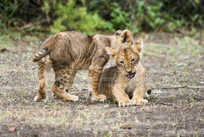Lion Cub Nipping Sibling