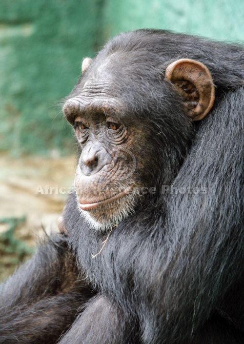 Captive Chimpanzee