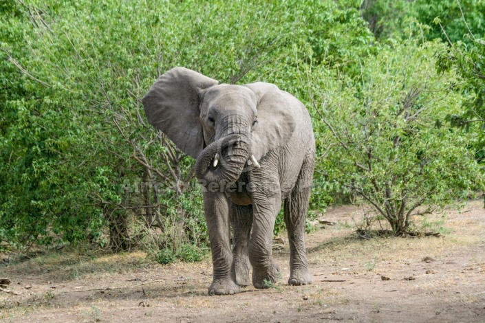 African Elephant Curling Trunk