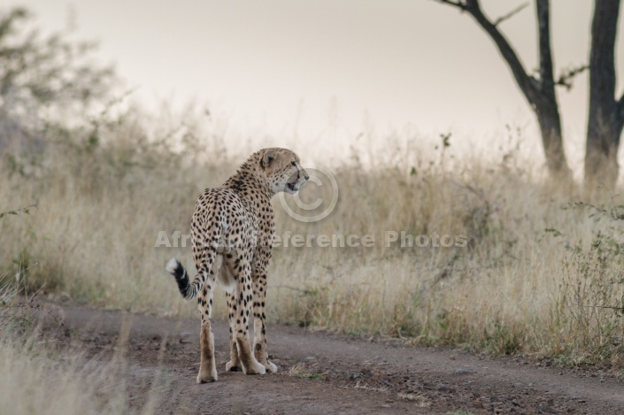 Male Cheetah at Dusk