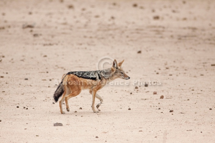 Black-backed Jackal, Side-On View