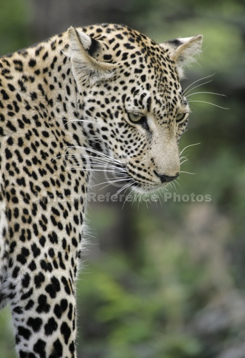 Leopard Looking Down