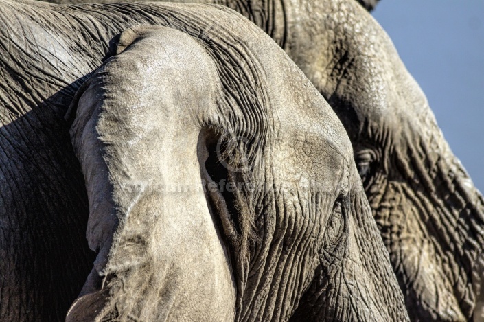 Elephant Heads, Close Up