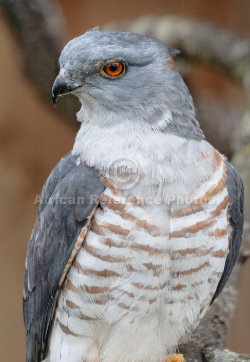 African cuckoo-hawk close-up