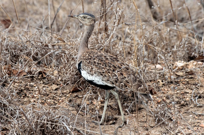 Red-Crested Korhaan Art Reference