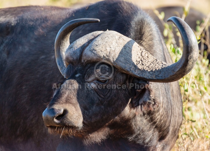 Buffalo Bull Head and Torso