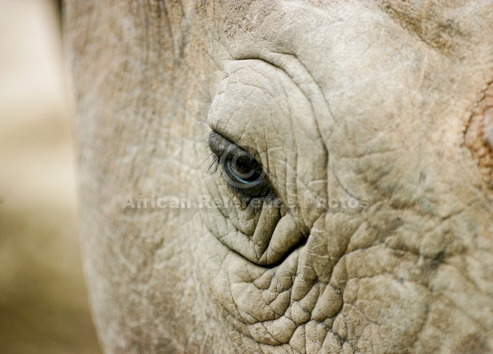 White Rhino, Detail View