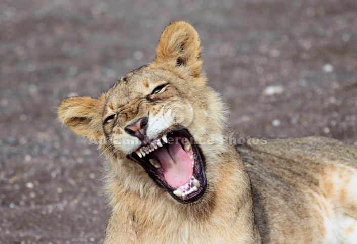 Young Lion Showing Teeth While Yawning
