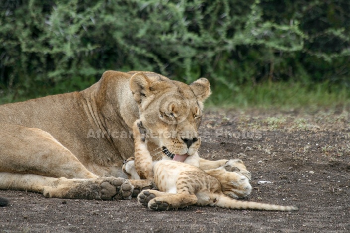 Lioness Licking Cub