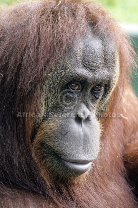 Captive Orangutan