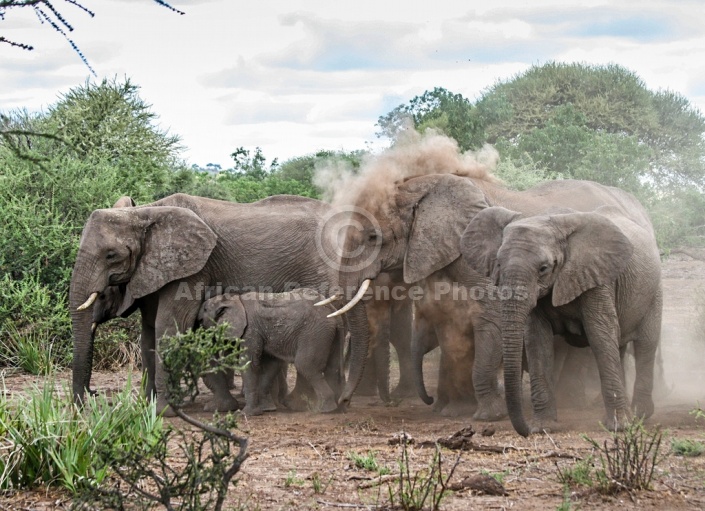 Elephant Group Dust Bathing